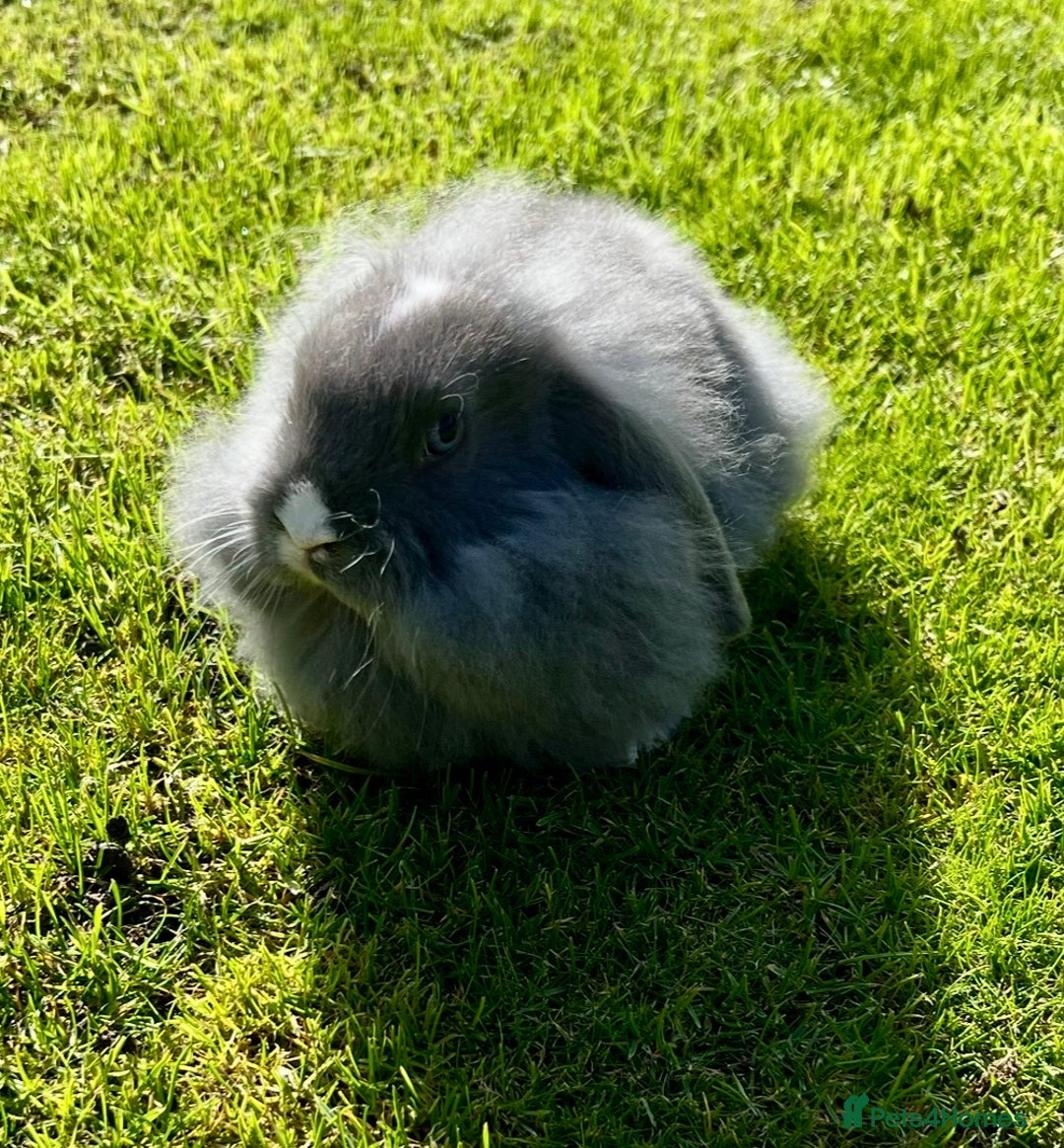 Mini Lop rabbits for sale: Mini lops , LionHead. READY NOW! 13th  - Image 10