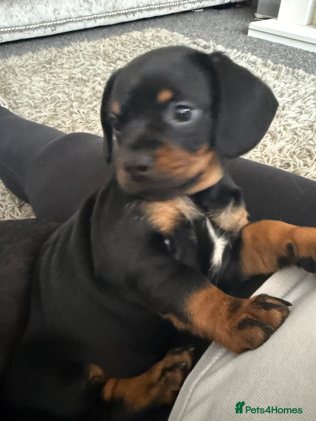 Mixed Breed dogs for sale: French bulldog X dauschaund - Image 17
