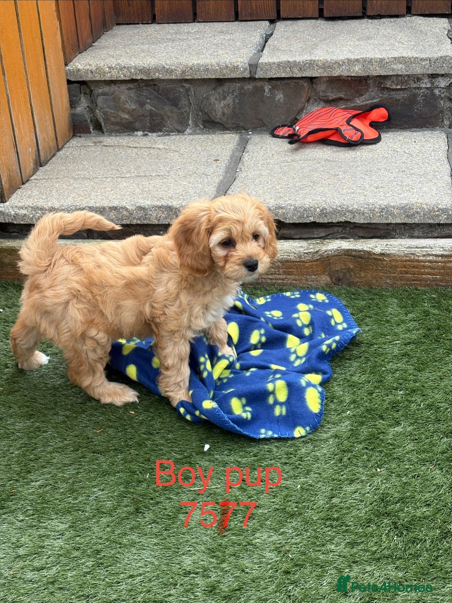 Cavapoochon dogs for sale: Stunning litter of Cavapoochon pups. - Advert 5