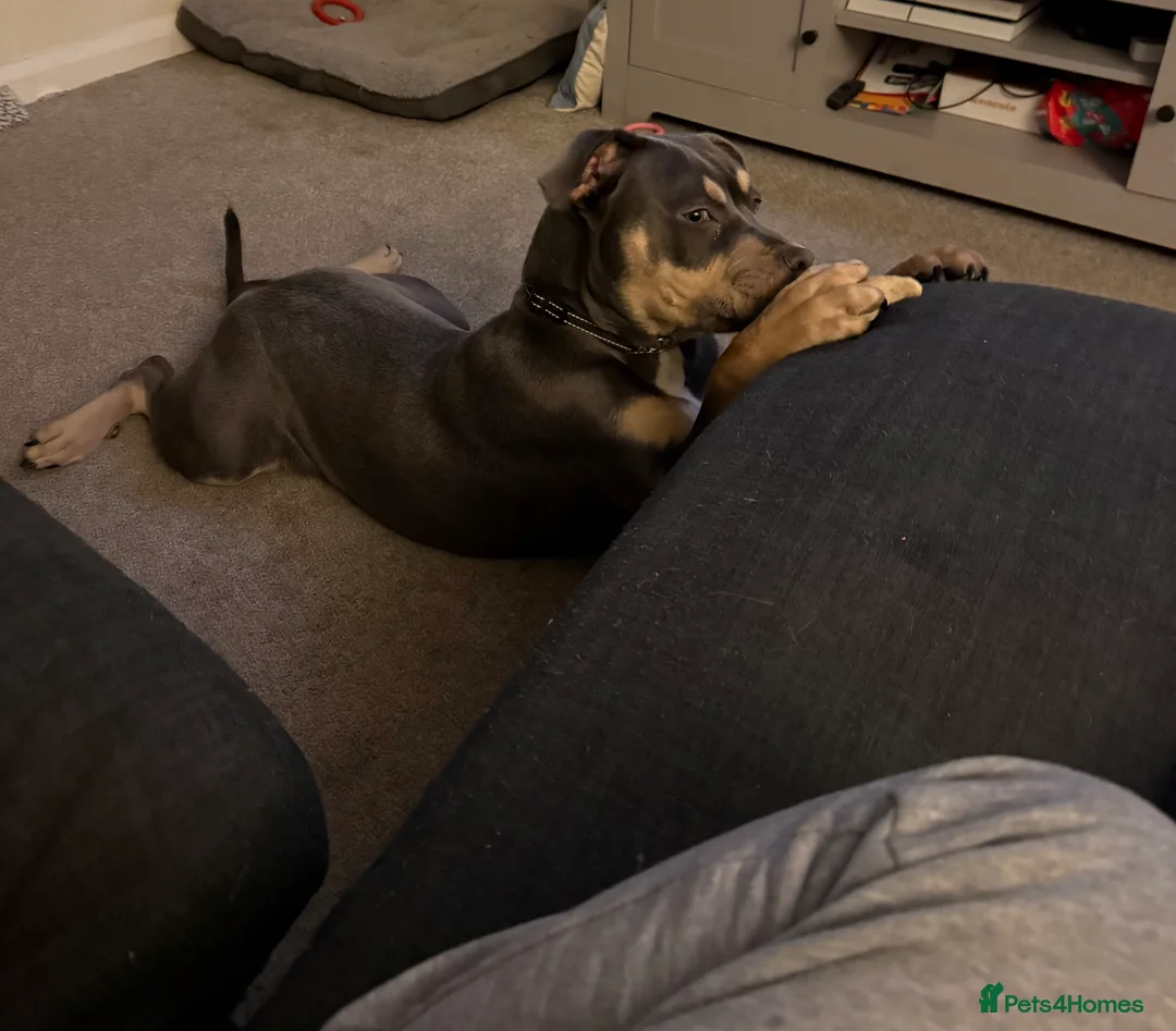 Mixed Breed dogs for sale: Cain corso x pocket bully in Sleaford - Advert 2