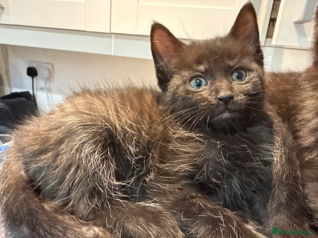 Mixed Breed cats for sale: Mixed breed kittens  - Advert 15