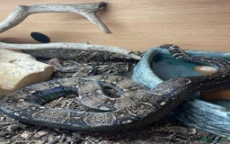 Boa Snake reptiles for sale: Common boa constrictor looking for a new home - Advert 2