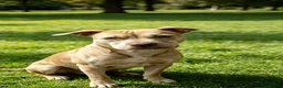 Mixed Breed dogs for sale: Female dog roxy in Leeds - Advert 4