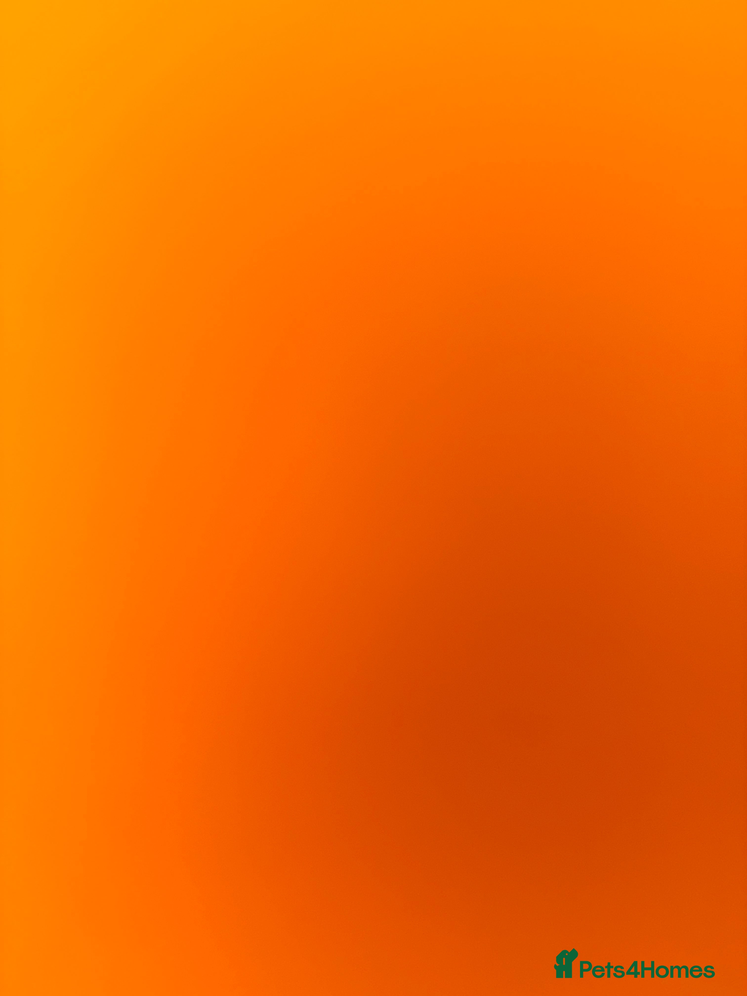 Leopard Gecko reptiles Accident - Advert 13