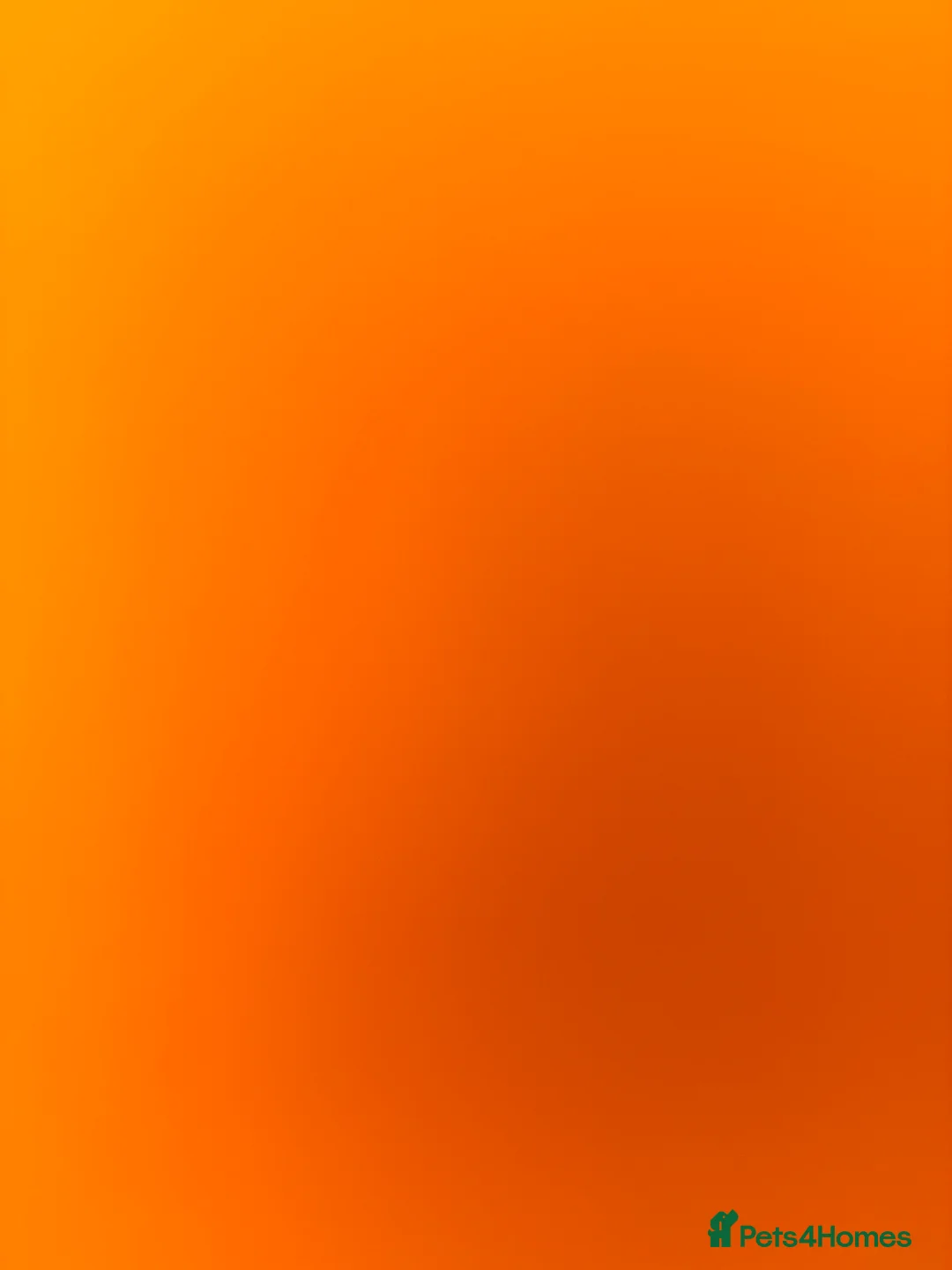 Leopard Gecko reptiles for sale: Accident - Advert 1