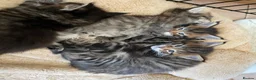 Maine Coon cats for sale: Tufty ears and big paws  - Advert 27