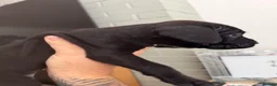 Cane Corso dogs for sale: Cane corso puppies - Advert 4