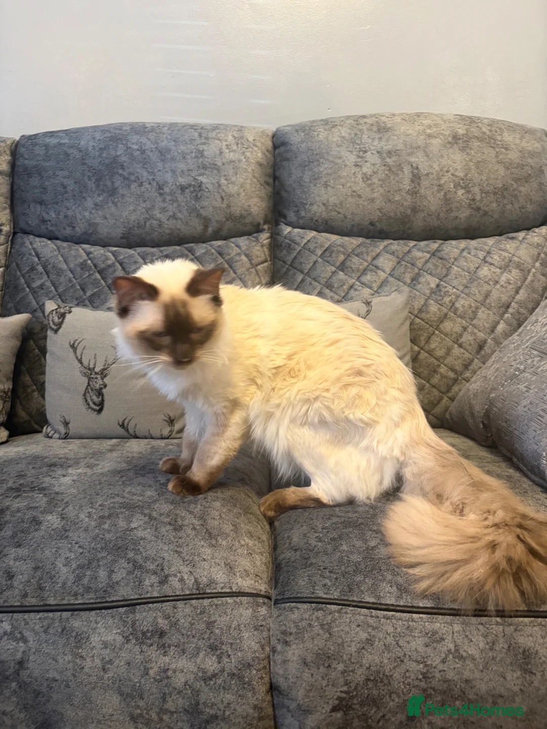 Ragdoll cats for sale: RAGDOLL MALE (Seal Point) - Advert 2