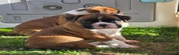 Boxer dogs for sale: Outstanding Boxer Puppies 1 Boy & 3 Girls  in Crawley - Advert 4