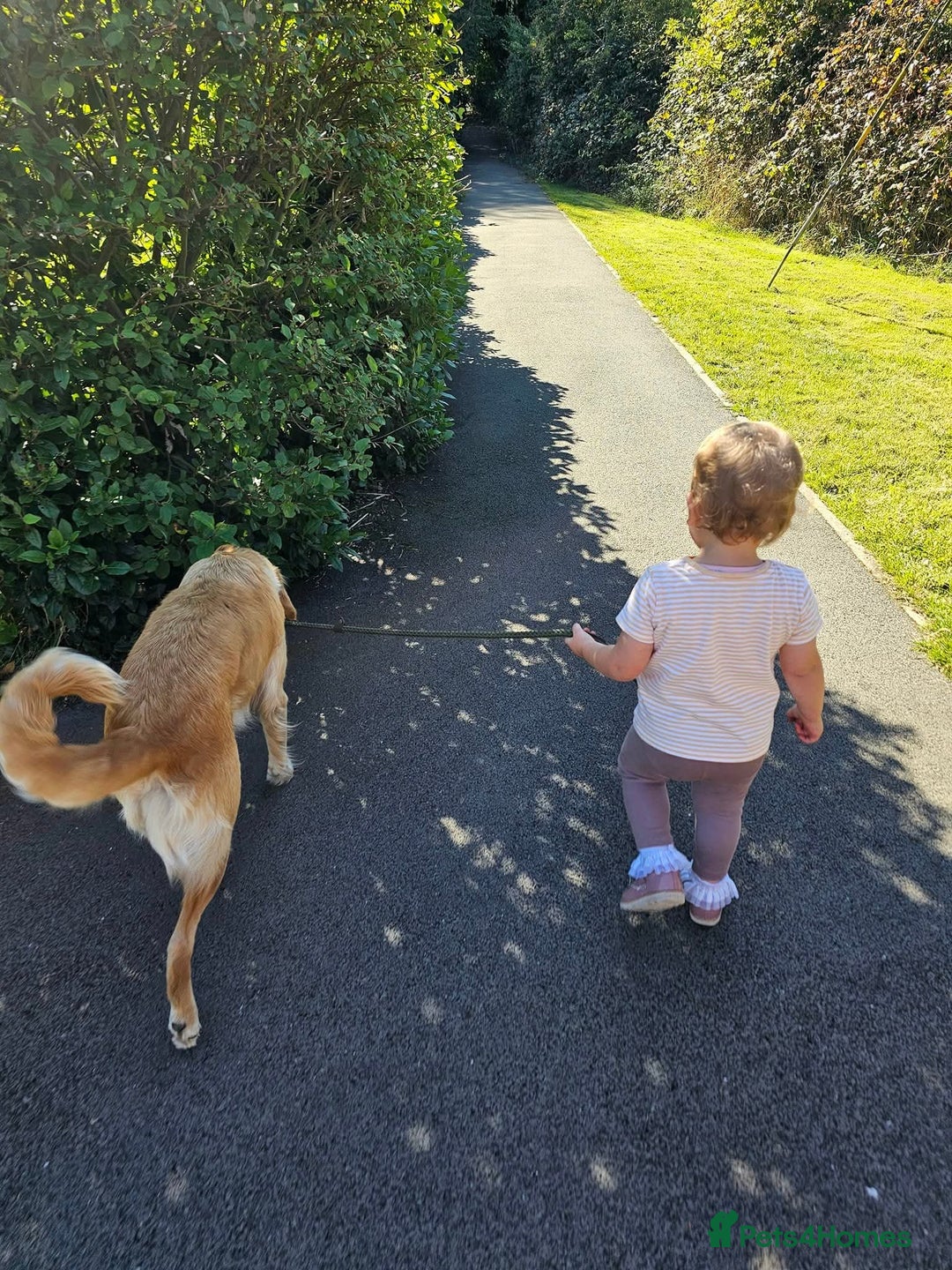 Golden Retriever dogs for sale: Stunning KC, working Golden retriever pups - Advert 7