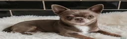 Chihuahua dogs for stud: KC reg-Health tested-PROVEN  - Advert 3