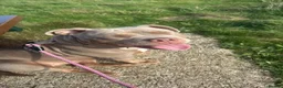 American Bull Staffy dogs for sale: Bella, 11 month old Pocket Bully💔 in Newquay - Advert 9
