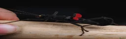 Stick Insects invertebrates for sale: The Black Beauty Stick Insect -Peruphasma schultei in Southampton - Advert 2
