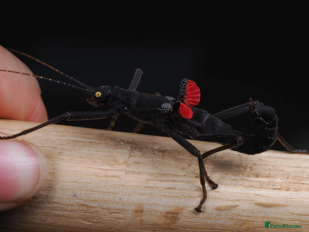 Stick Insects invertebrates for sale: The Black Beauty Stick Insect -Peruphasma schultei in Southampton - Advert 2