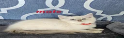 Ragdoll cats for sale: READY NOW GCCF registered kittens  - Advert 1