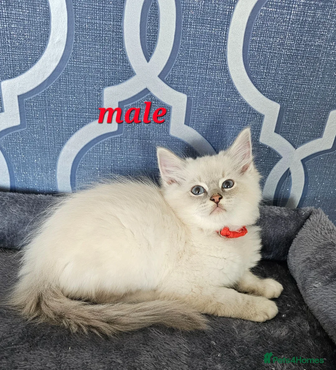 Ragdoll cats for sale: READY NOW GCCF registered kittens  - Advert 1