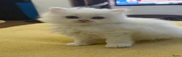 British Longhair cats for sale: Incredible BLH kittens GCCF registered  - Advert 7