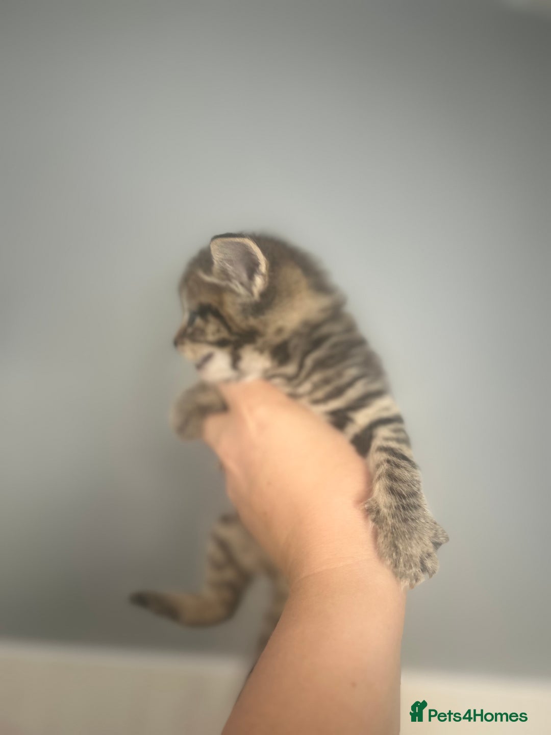 Mixed Breed cats for sale: 5 lovely playful kittens available  - Image 8