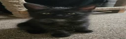 Maine Coon cats for sale: 3 Maine Coon kittens. - Advert 5