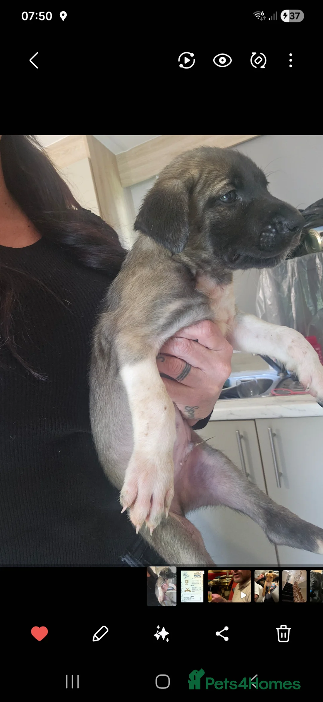 Rhodesian Ridgeback dogs for sale: Prince unusual colour ridge for sale  - Advert 2