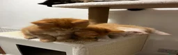 Maine Coon cats for sale: Beautiful Maine Coon Kittens - Advert 34