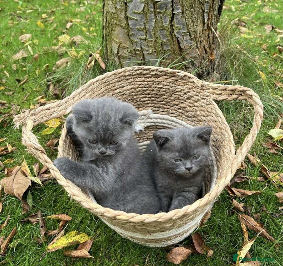 British Shorthair cats for sale: Beautiful British short hair kittens, - Image 3