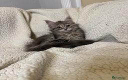 Mixed Breed cats for sale: Stunning Maine Coon x Norwegian Forest Kittens  - Image 3