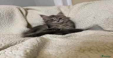 Mixed Breed cats - Advert 14