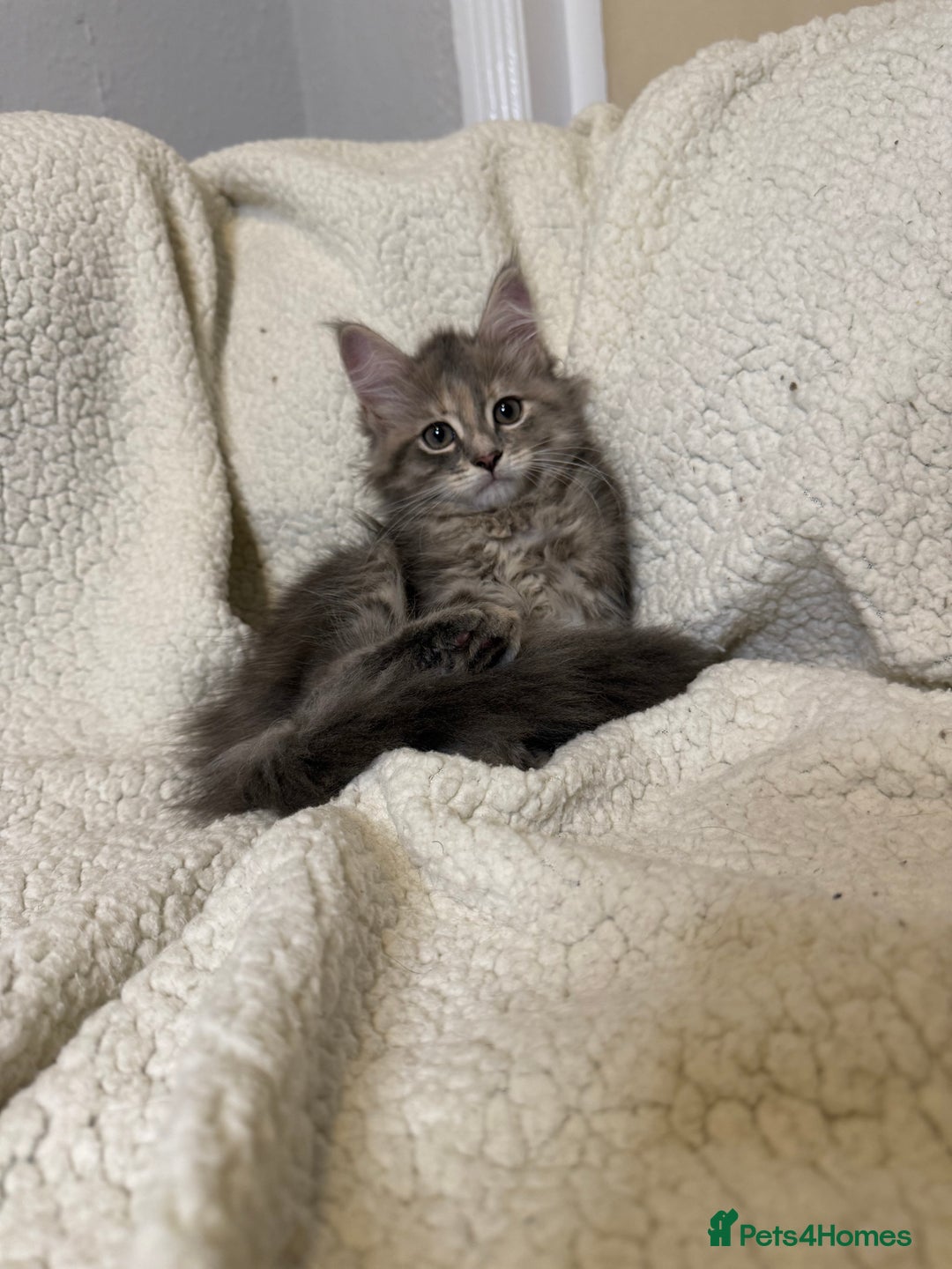 Mixed Breed cats for sale: Stunning Maine Coon x Norwegian Forest Kittens  - Image 3