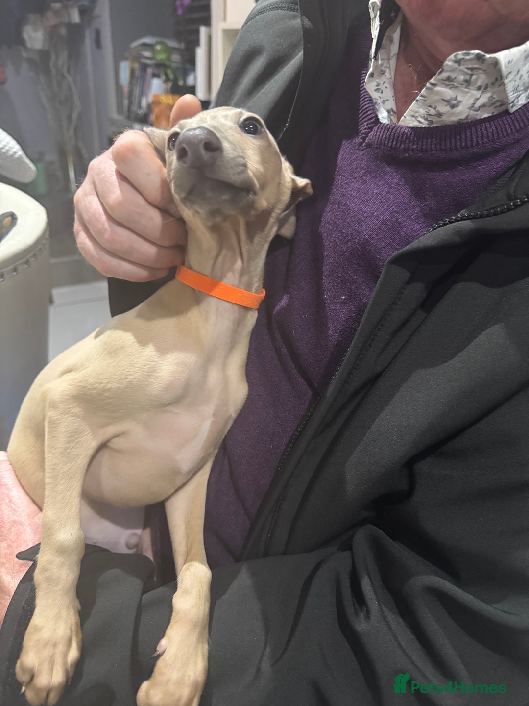 Italian Greyhound dogs for sale: Cream and fawn collection of autumn beauties  - Image 5