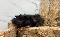 Guinea Pig rodents for sale: LOTS OF GUINEA PIGS FOR SALE 💗 - Image 3