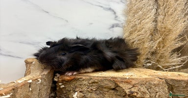 Guinea Pig rodents - Advert 11