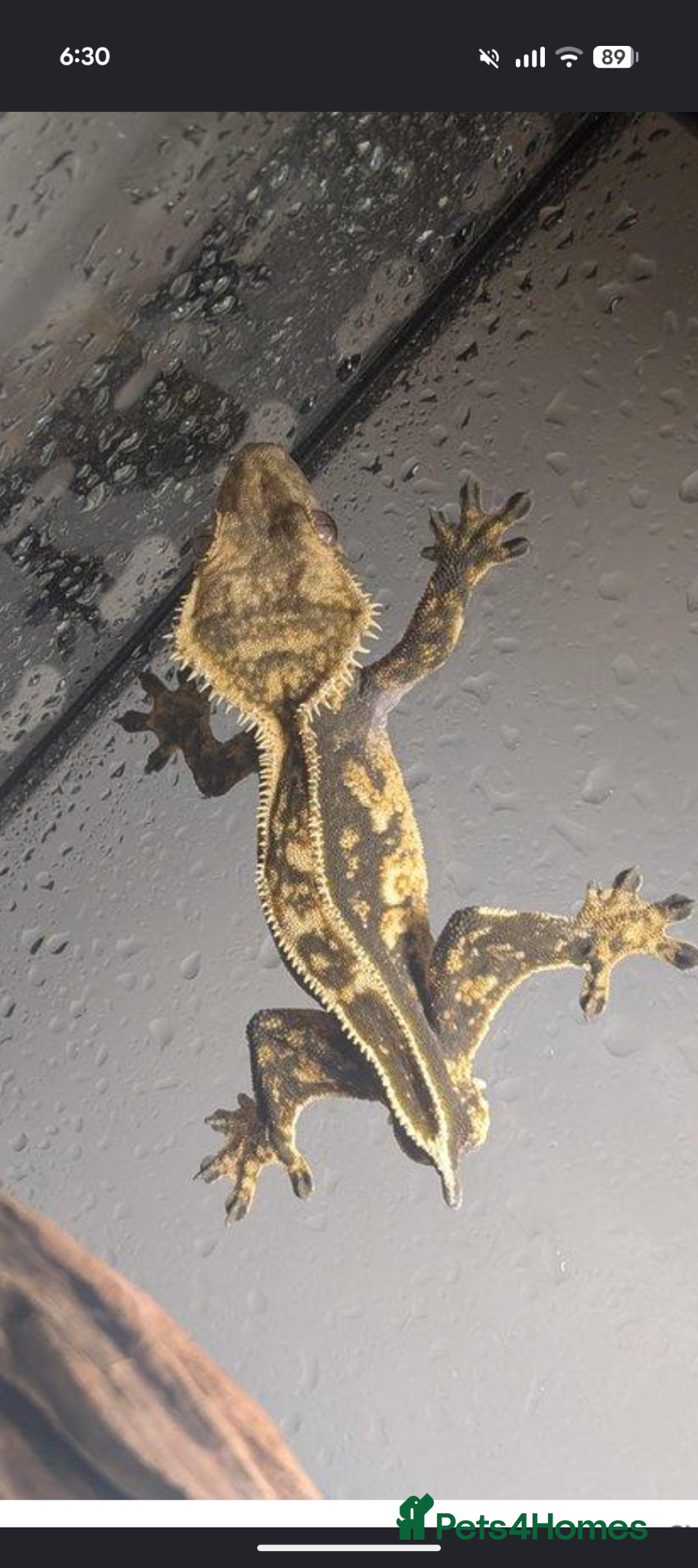Gecko reptiles Male crested gecko  - Advert 1