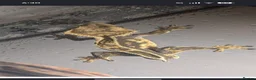 Gecko reptiles for sale: Male crested gecko  - Advert 1