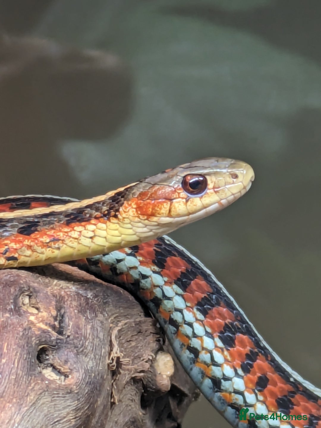 Garter Snake reptiles for sale: 2 Garter snakes, inc. terrarium and heat lamp - Advert 5