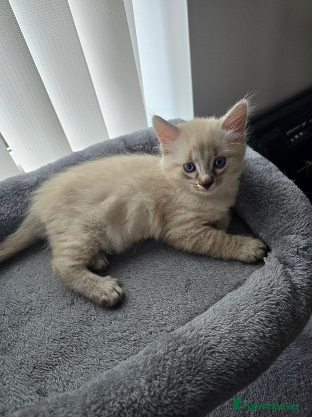 Mixed Breed cats for sale: Two beautiful kittens - Image 2