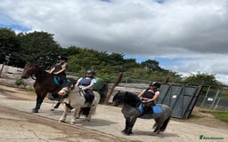 Welsh Section C horses for sale: Mr Frankby  - Image 7
