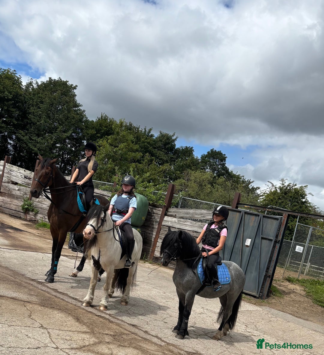 Welsh Section C horses for sale: Mr Frankby  - Image 7