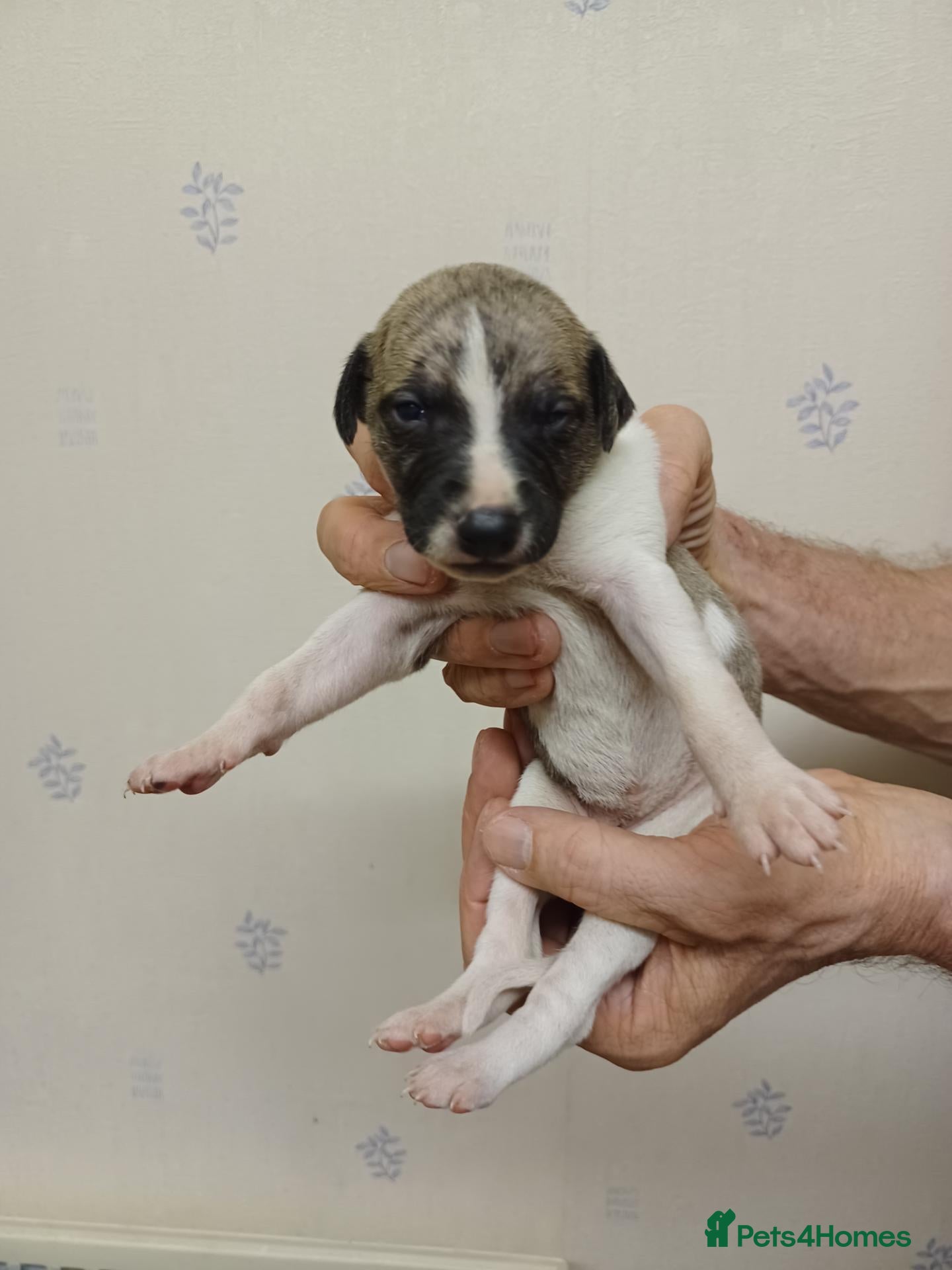 Whippet dogs for sale: RKC Whippet Puppies - Advert 5