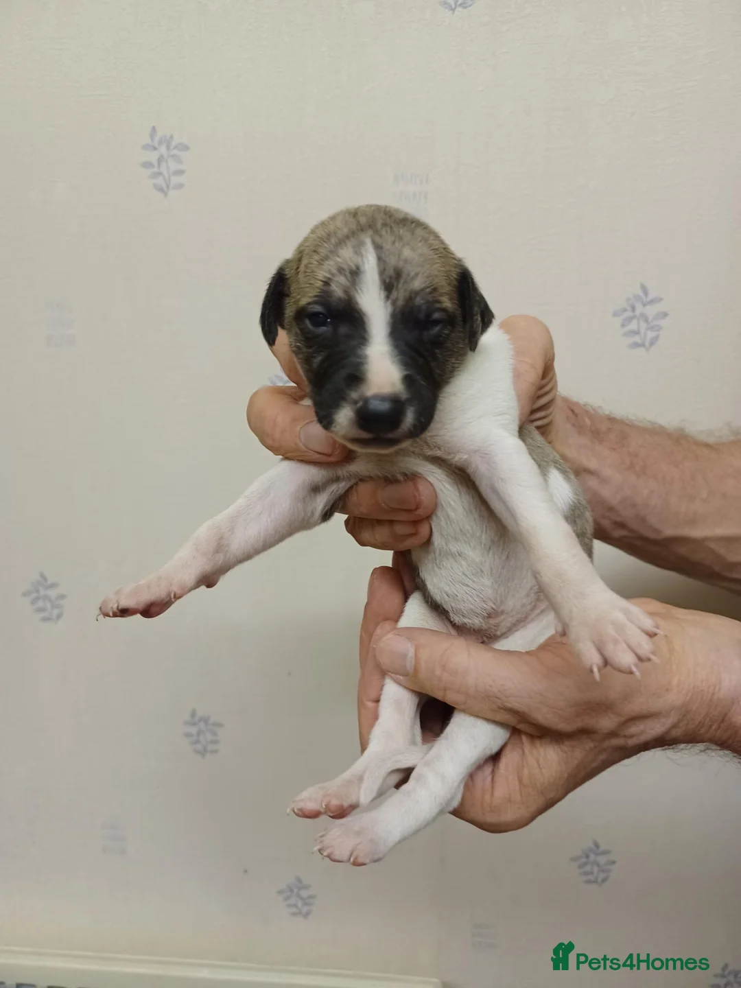 Whippet dogs for sale: RKC Whippet Puppies - Advert 1