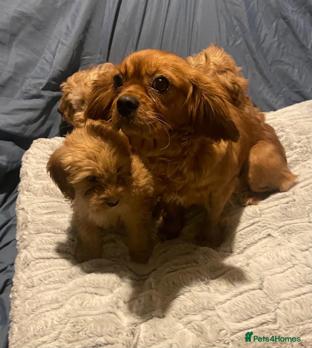 Cavapoo dogs for sale: Cavapoo puppies  - Advert 13