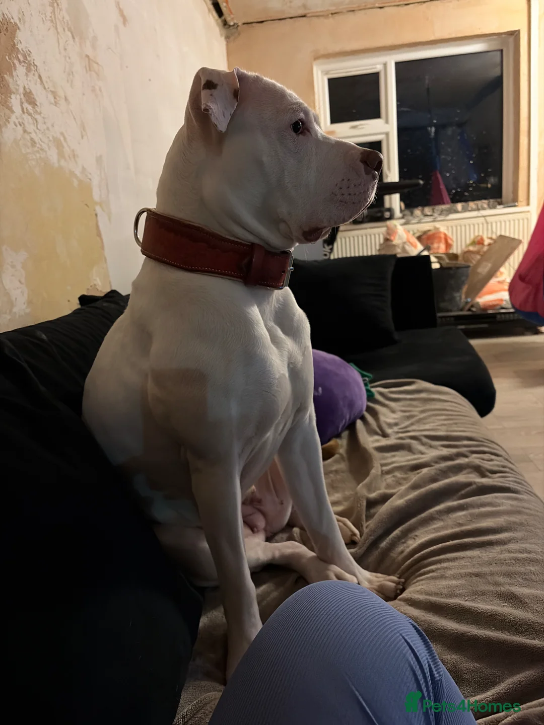 Mixed Breed dogs for sale: American bulldog x staff in Blackburn - Advert 4