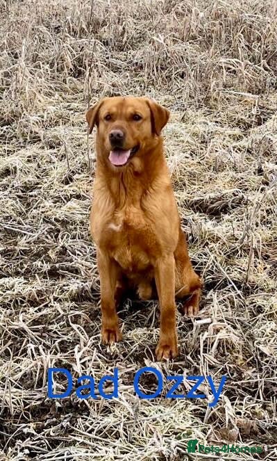 Labrador Retriever dogs Last Gorgeous Girl Labrador Puppy Ready Now - Advert 2