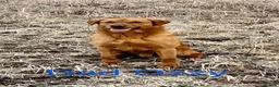Labrador Retriever dogs for sale: 5 Gorgeous Labrador Puppies  - Advert 6