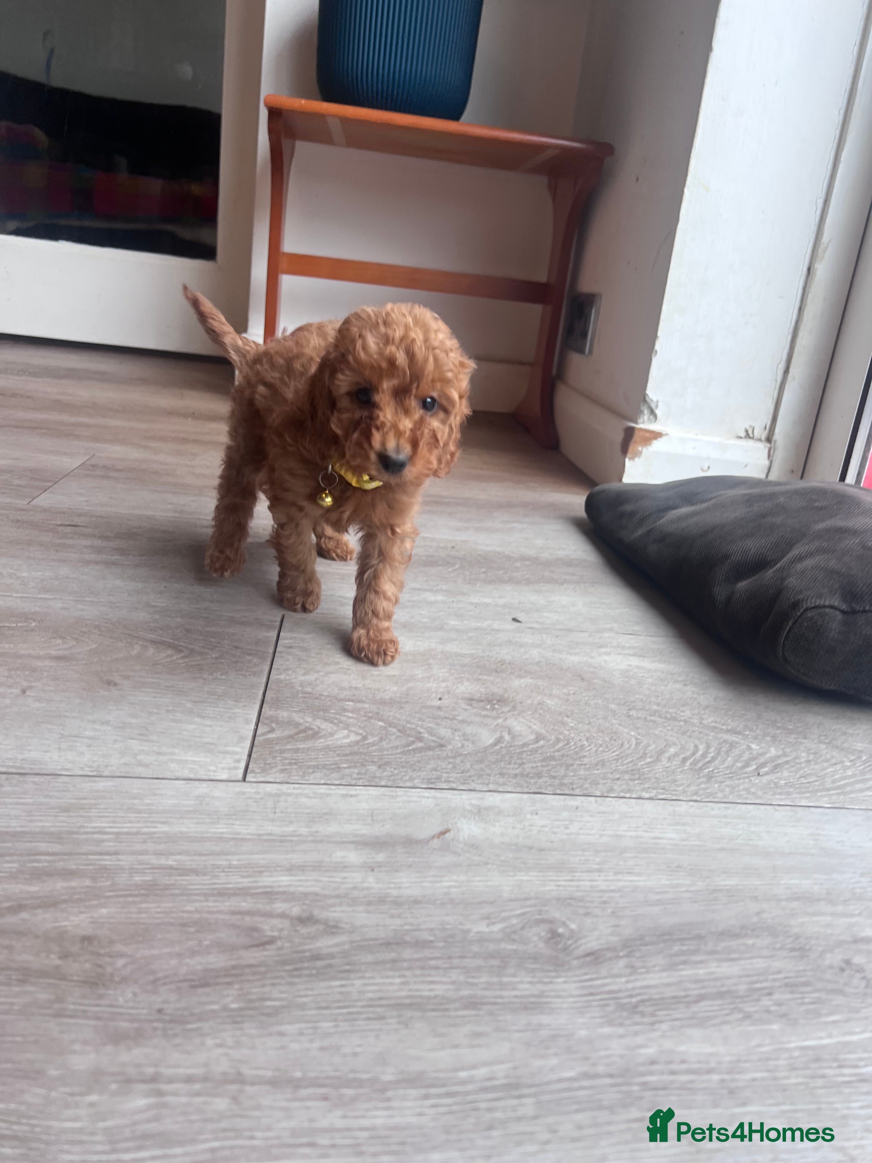 Cockapoo dogs A** Adorable Cockerpoo Puppies  - Advert 2