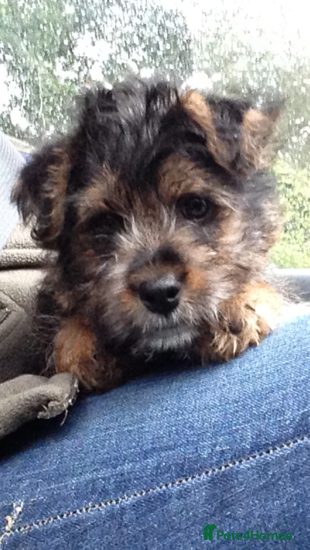 Norfolk Terrier dogs for stud: 3/4 Norfolk x 1/4 Jack Russell proven stud in Burton-on-Trent - Advert 7