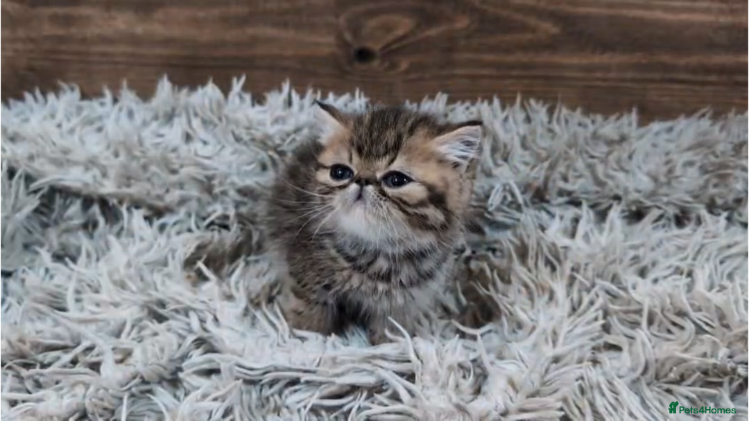 Persian cats for sale: Persian Kittens For Sale - Advert 4