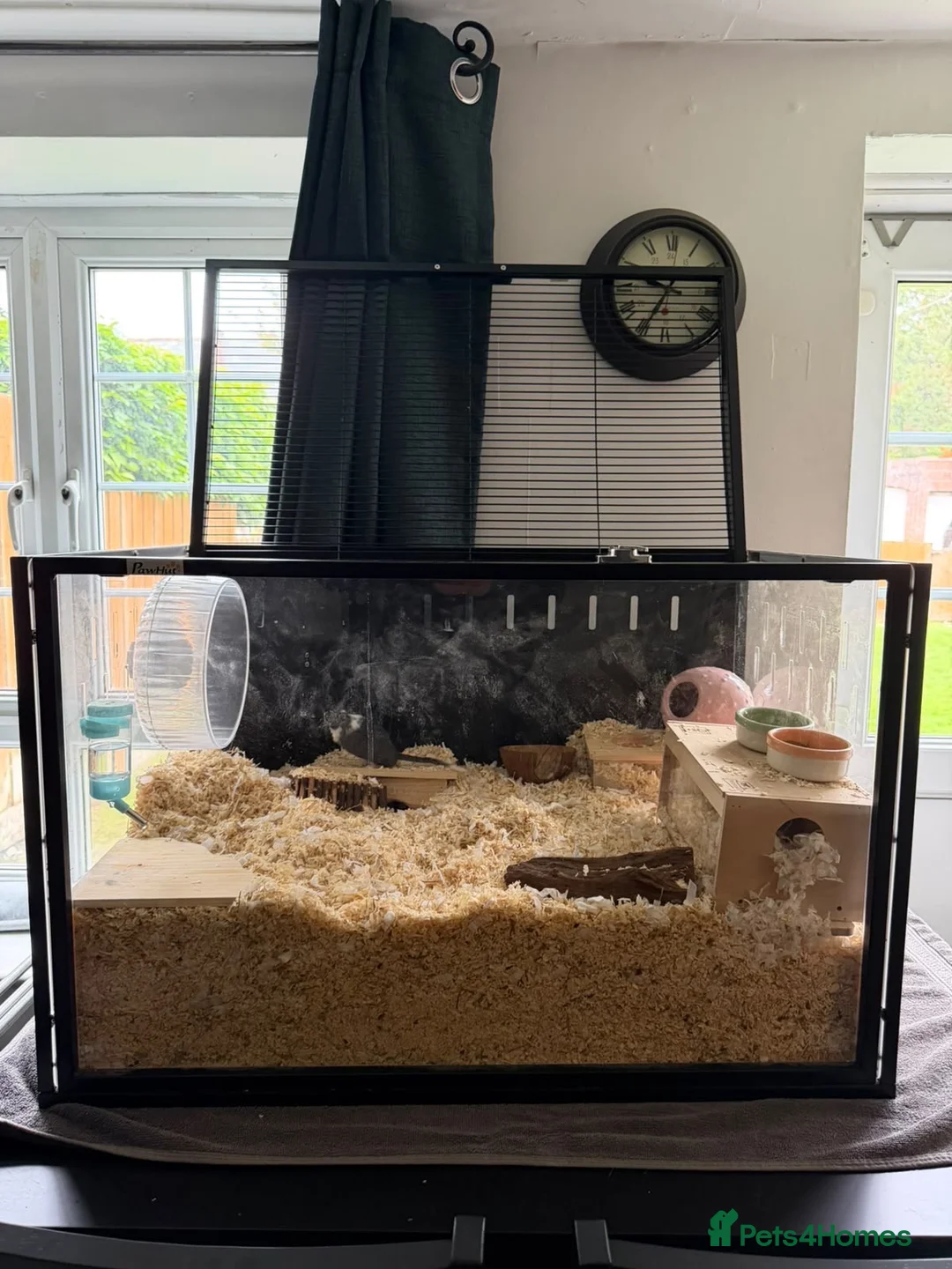 Gerbil rodents for sale: Ottis and Teddy - Advert 4