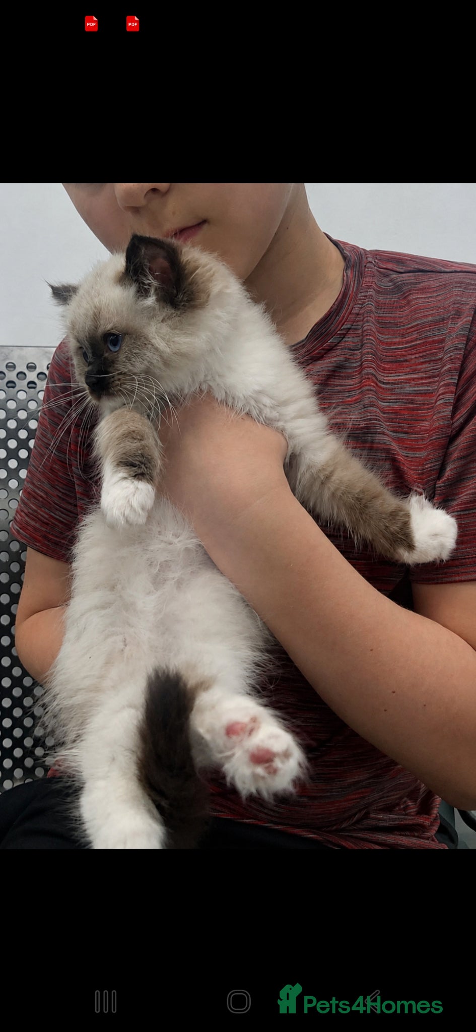 Ragdoll cats Double grandchampion line pedigree kittens.  - Advert 15