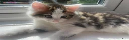 Mixed Breed cats for sale: Beautiful kittens looking for a loving homes  - Advert 29